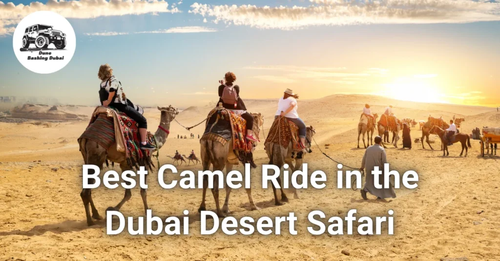 Experience the best camel ride in the Dubai desert